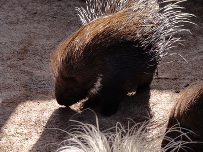Porcupine